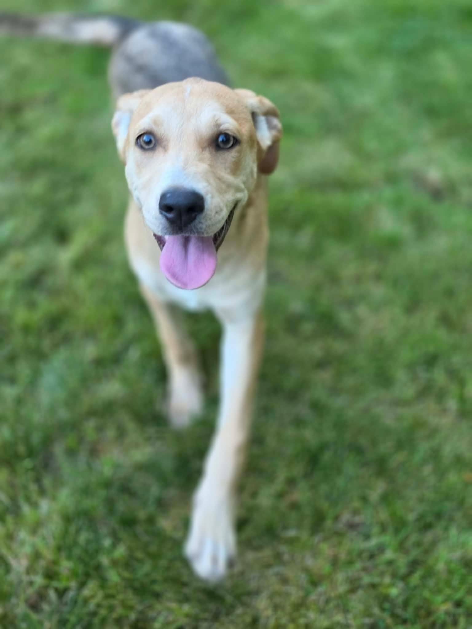 Feather (River litter), an adoptable Mixed Breed in Silvana, WA image 3/6
