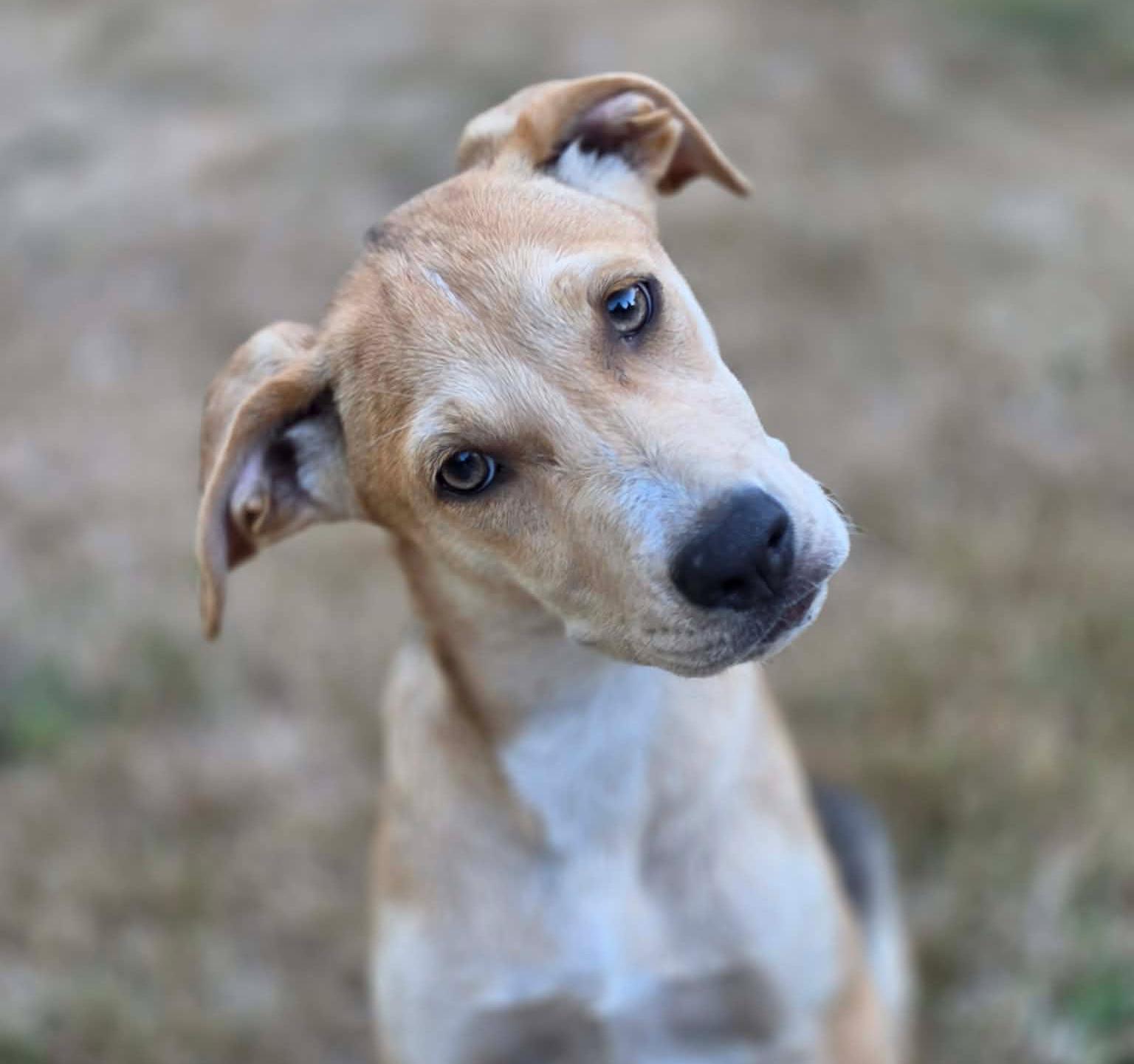 Feather (River litter), an adoptable Mixed Breed in Silvana, WA image 5/6