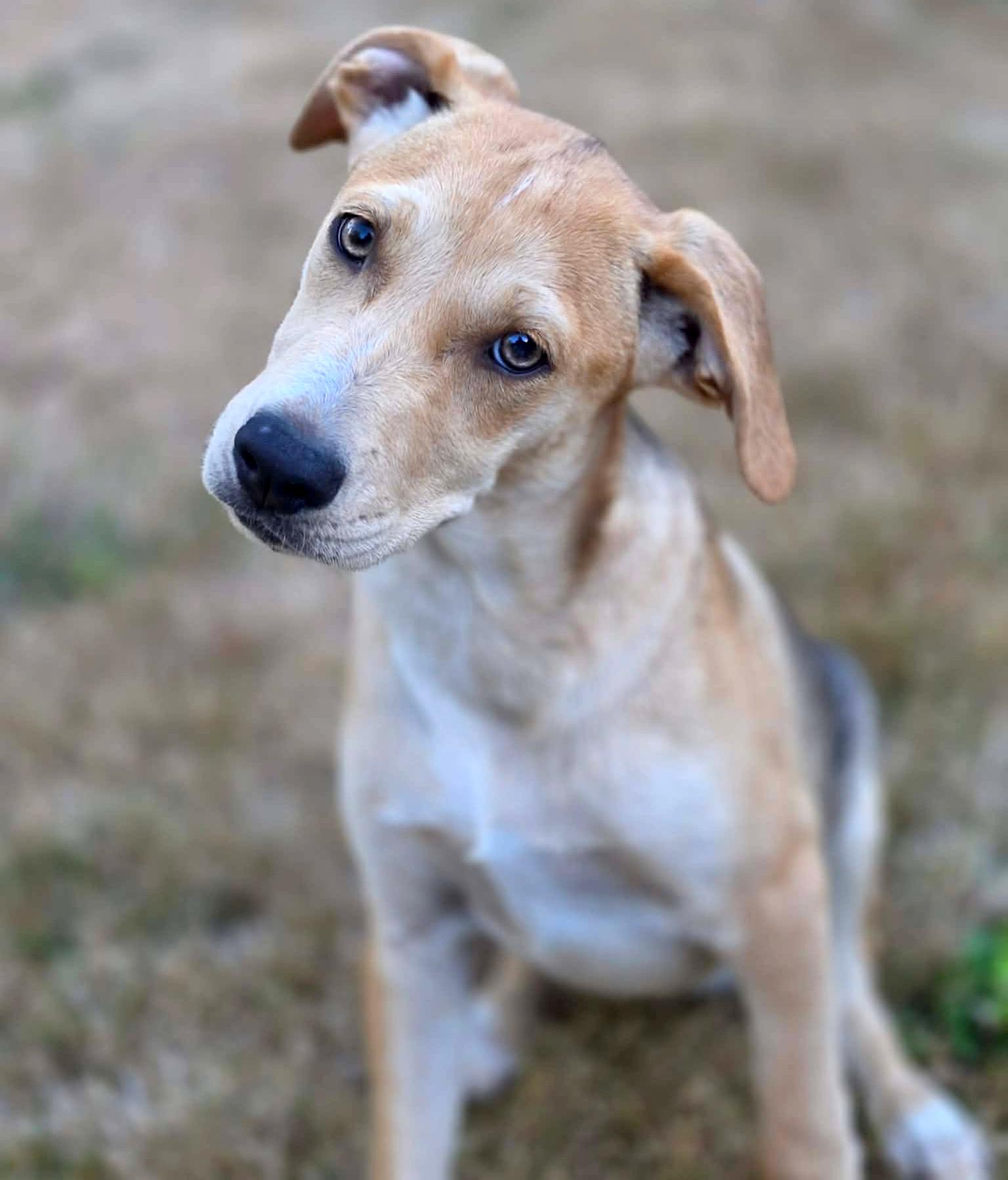 Feather (River litter), an adoptable Mixed Breed in Silvana, WA image 2/6