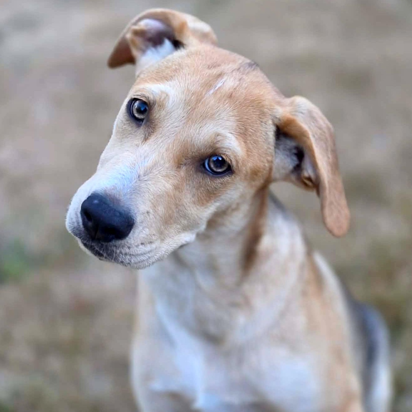 Enlarge Feather (River litter), a Adoptable Mixed Breed in Silvana, WA image 1/6