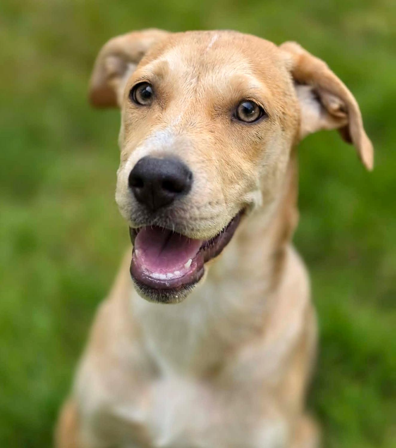 Feather (River litter), adoptable, Puppy Female Mixed Breed.