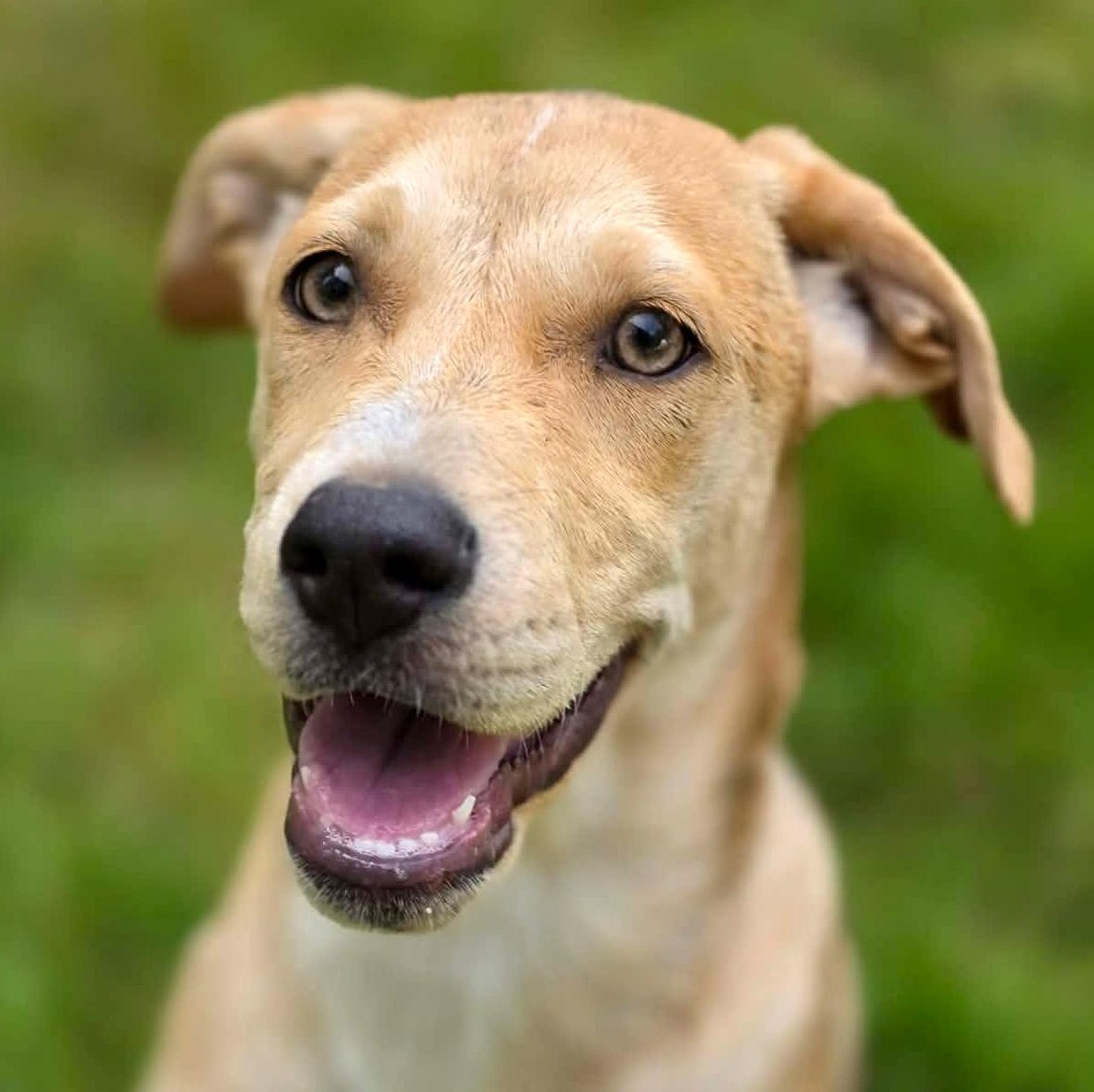 Enlarge Feather (River litter), an adoptable Mixed Breed in Silvana, WA image 1/6