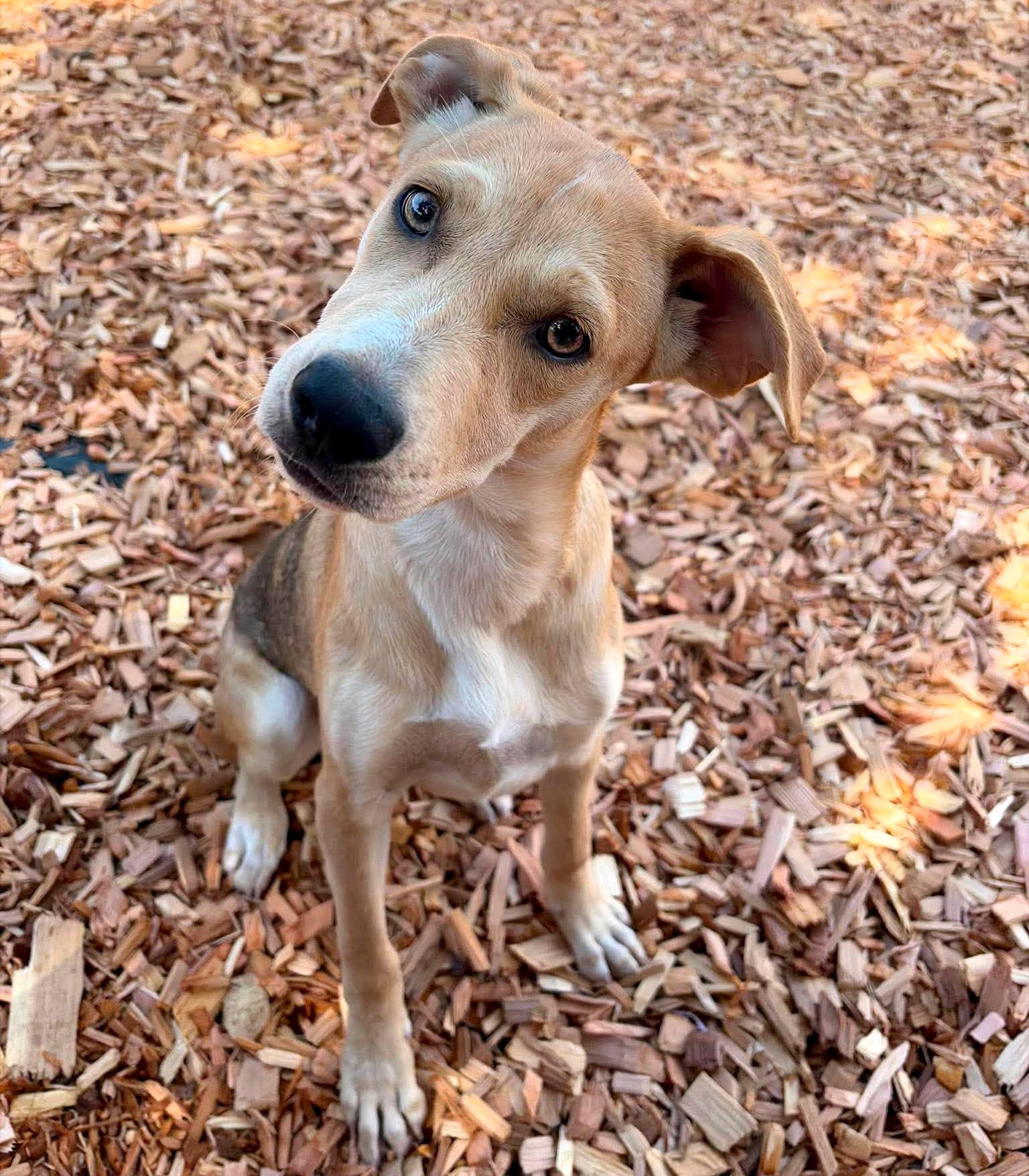 Enlarge Feather (River litter), an adoptable Mixed Breed in Silvana, WA image 2/6