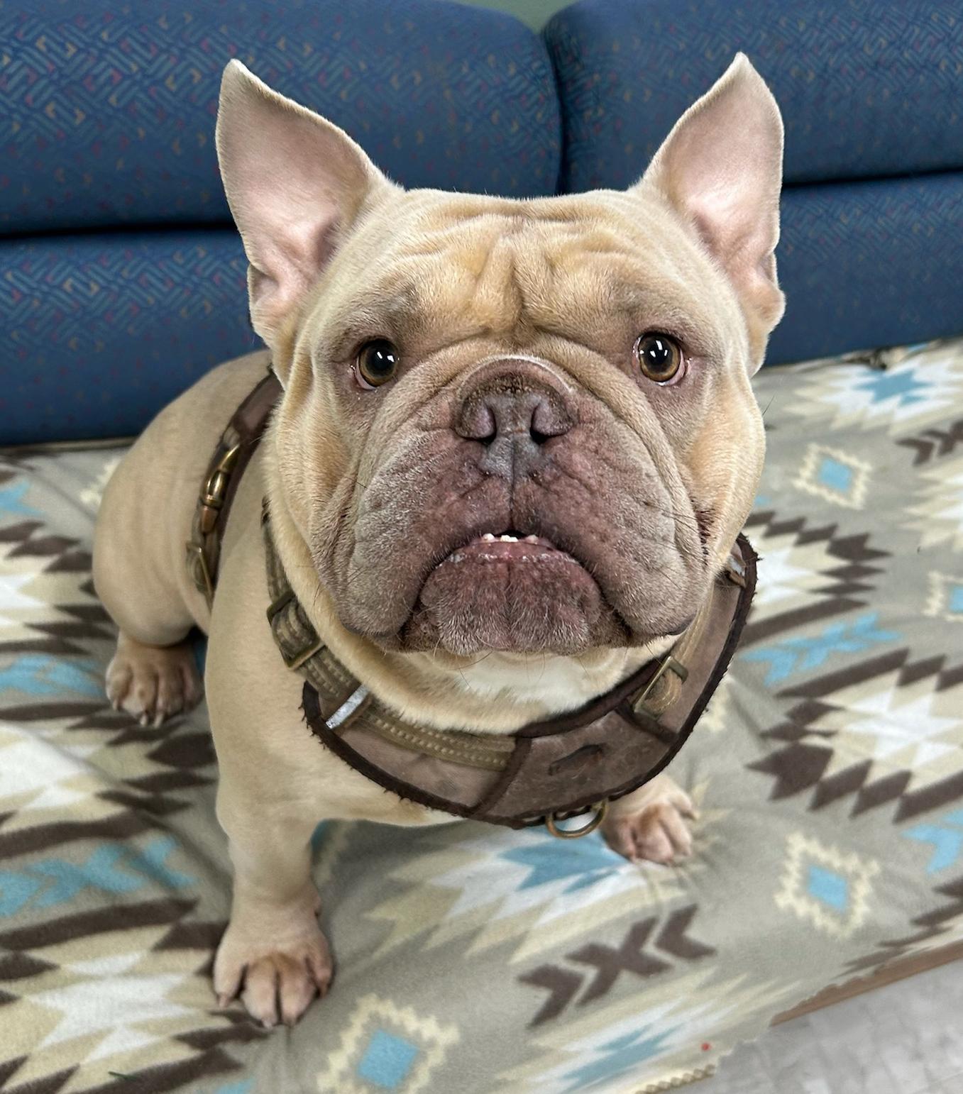 Gator, Adoptable, Young Male Bulldog.