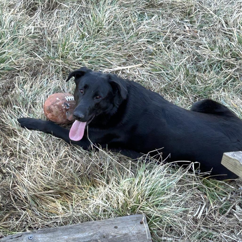 Chauncey, Adoptable, Adult Male Black Labrador Retriever & Mastiff.