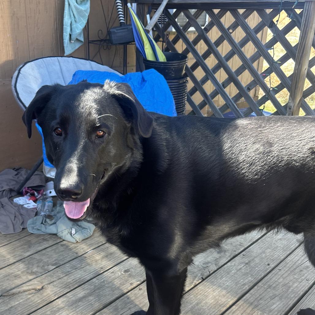 Enlarge Chauncey, a Adoptable mixed breed in Lynchburg, VA image 2/2