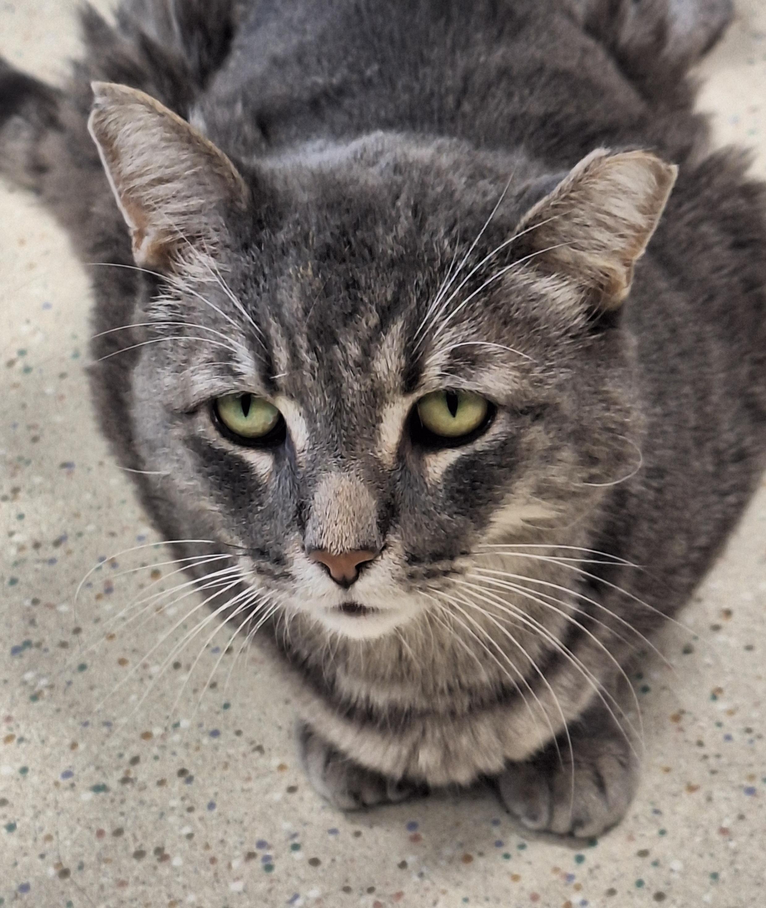 Enlarge Hope, a Adoptable mixed breed in Spokane, WA image 3/5