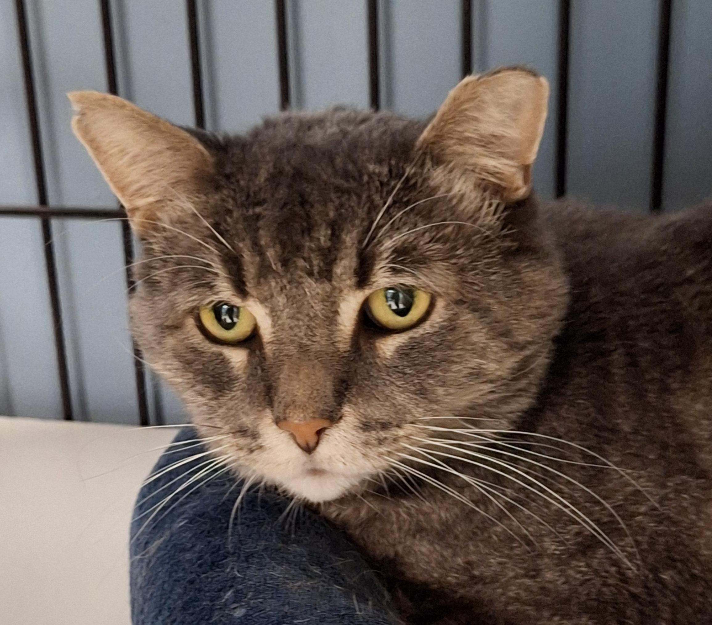 Hope, Adoptable, Adult Female Domestic Short Hair.