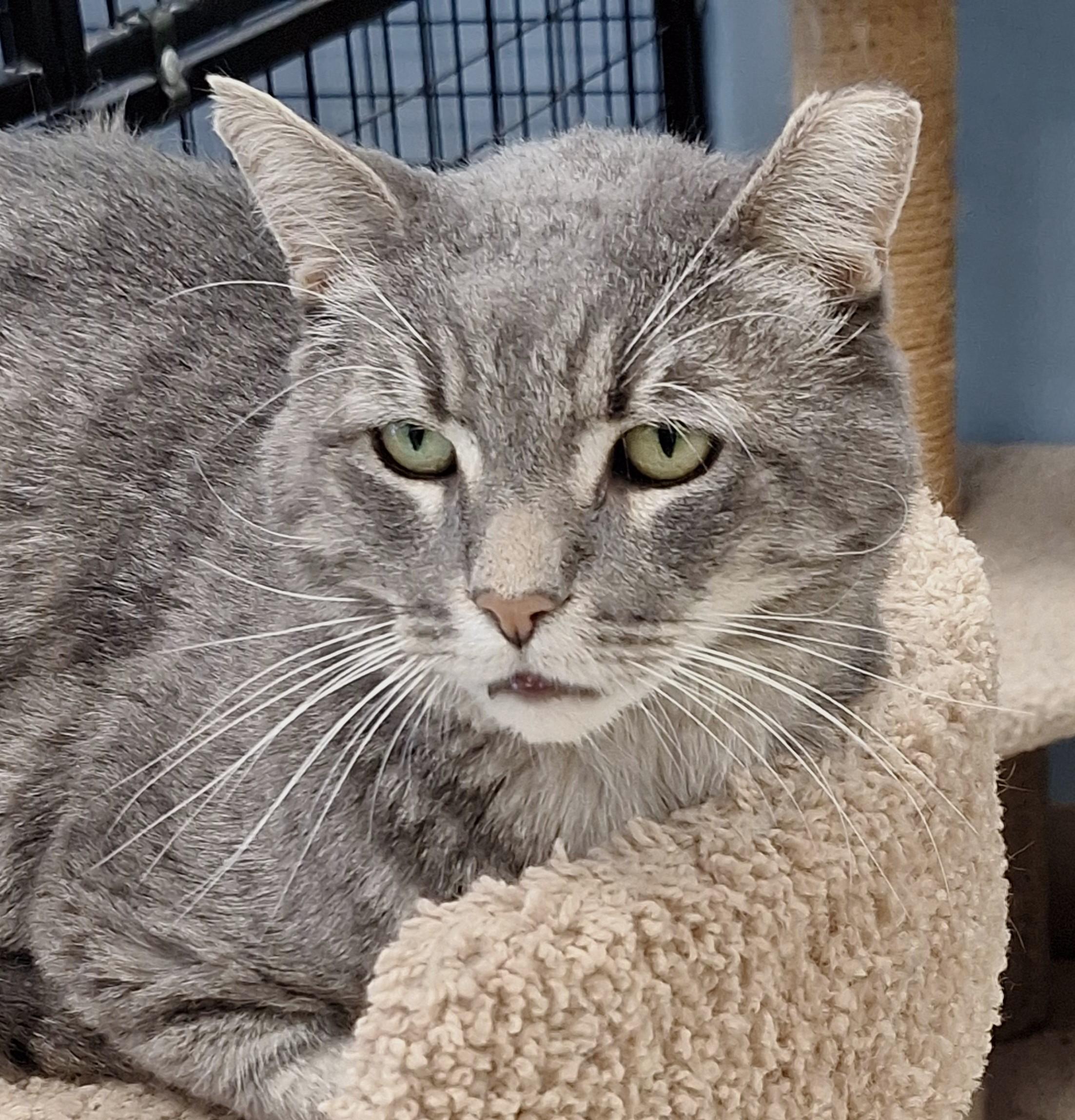 Hope, Adoptable, Adult Female Domestic Short Hair.