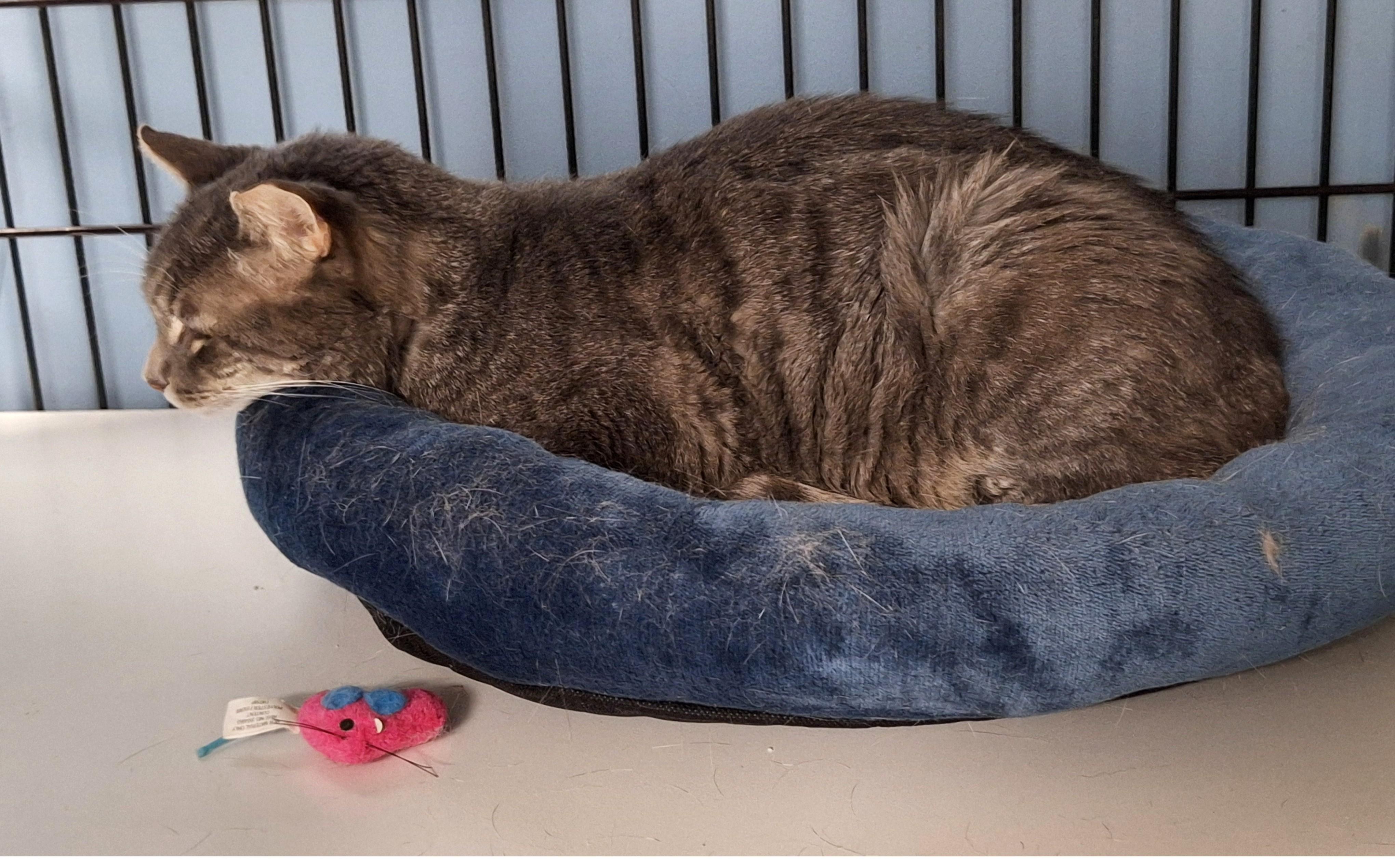 Enlarge Hope, a Adoptable mixed breed in Spokane, WA image 2/2