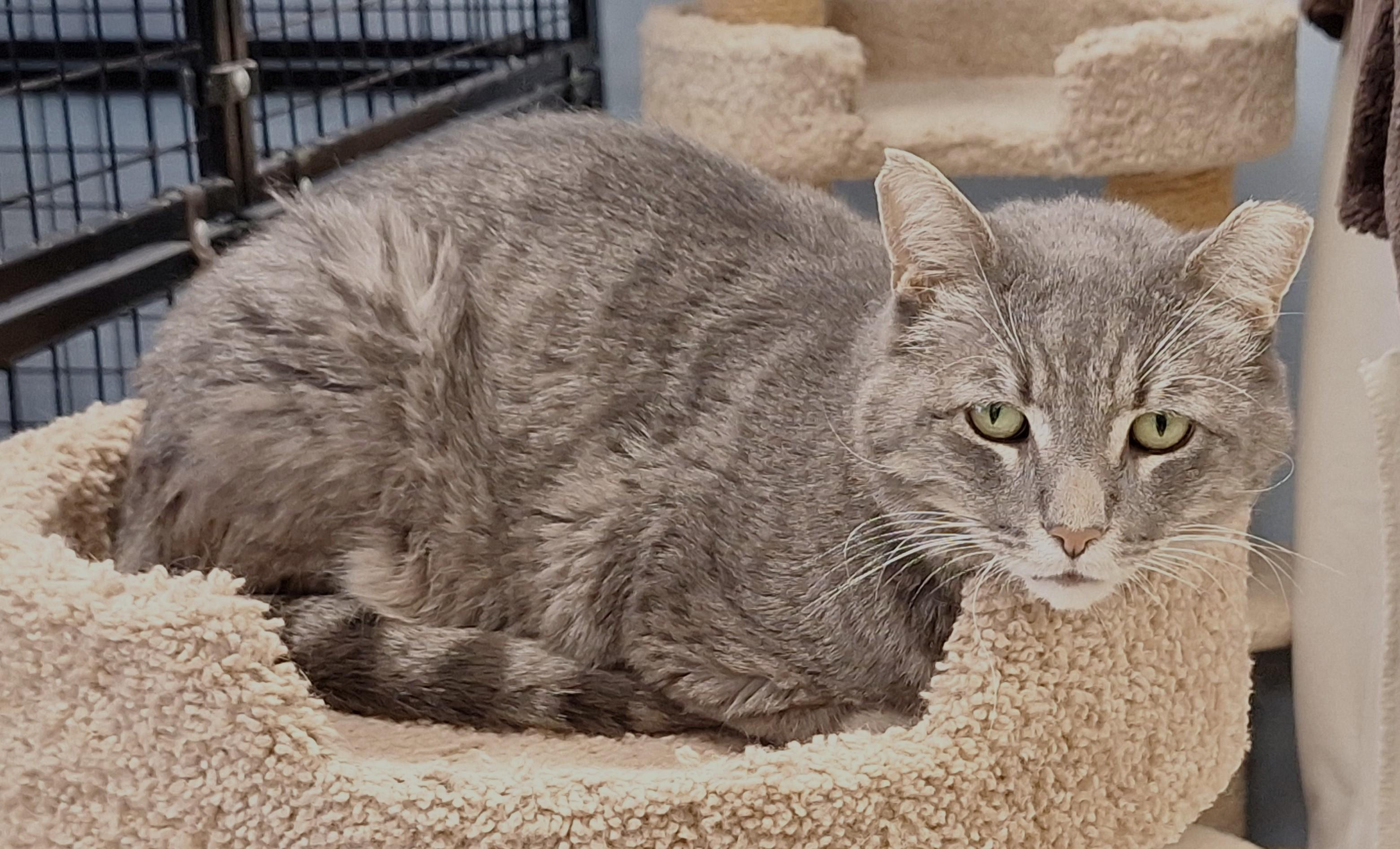 Enlarge Hope, a Adoptable mixed breed in Spokane, WA image 2/5