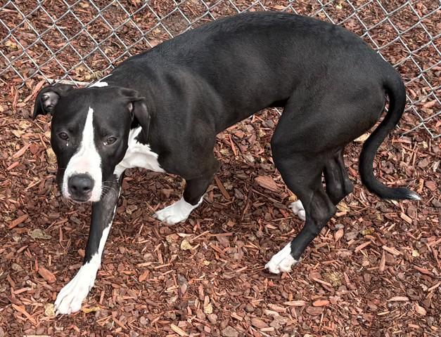 BELLE, Adoptable, Young Female Pit Bull Terrier.