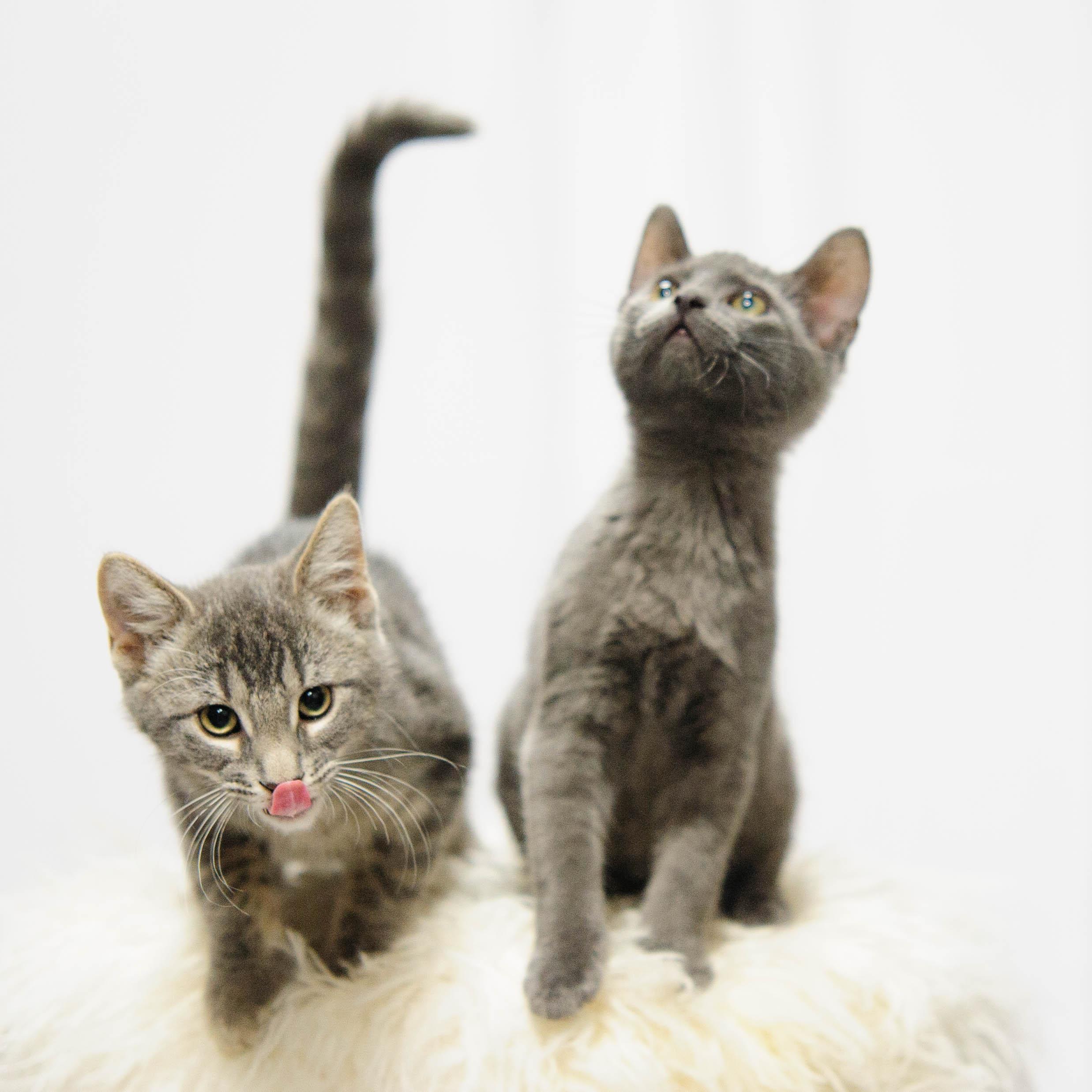 Enlarge George, a Adoptable Domestic Short Hair in Chaska, MN image 3/5