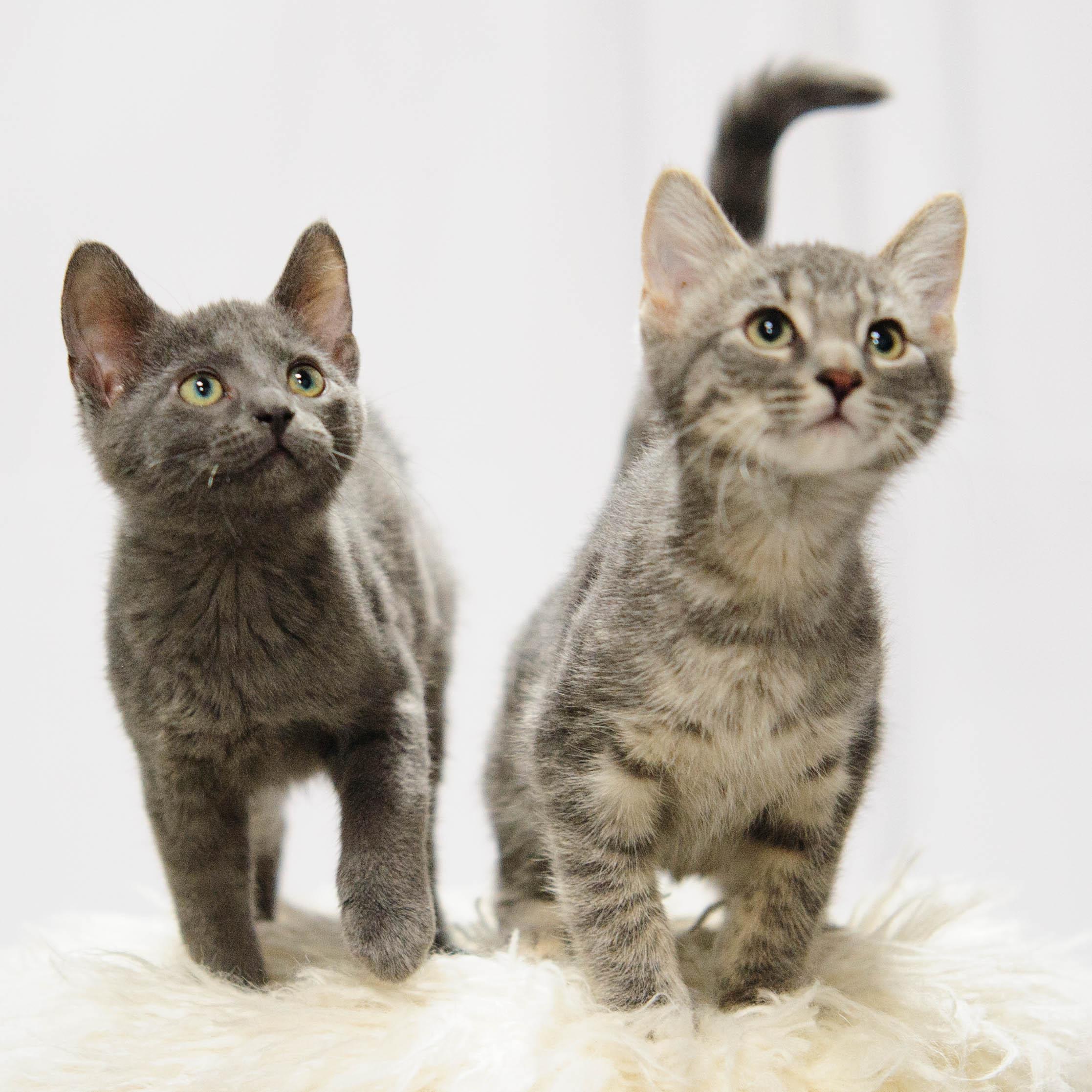 Enlarge George, a Adoptable Domestic Short Hair in Chaska, MN image 2/5