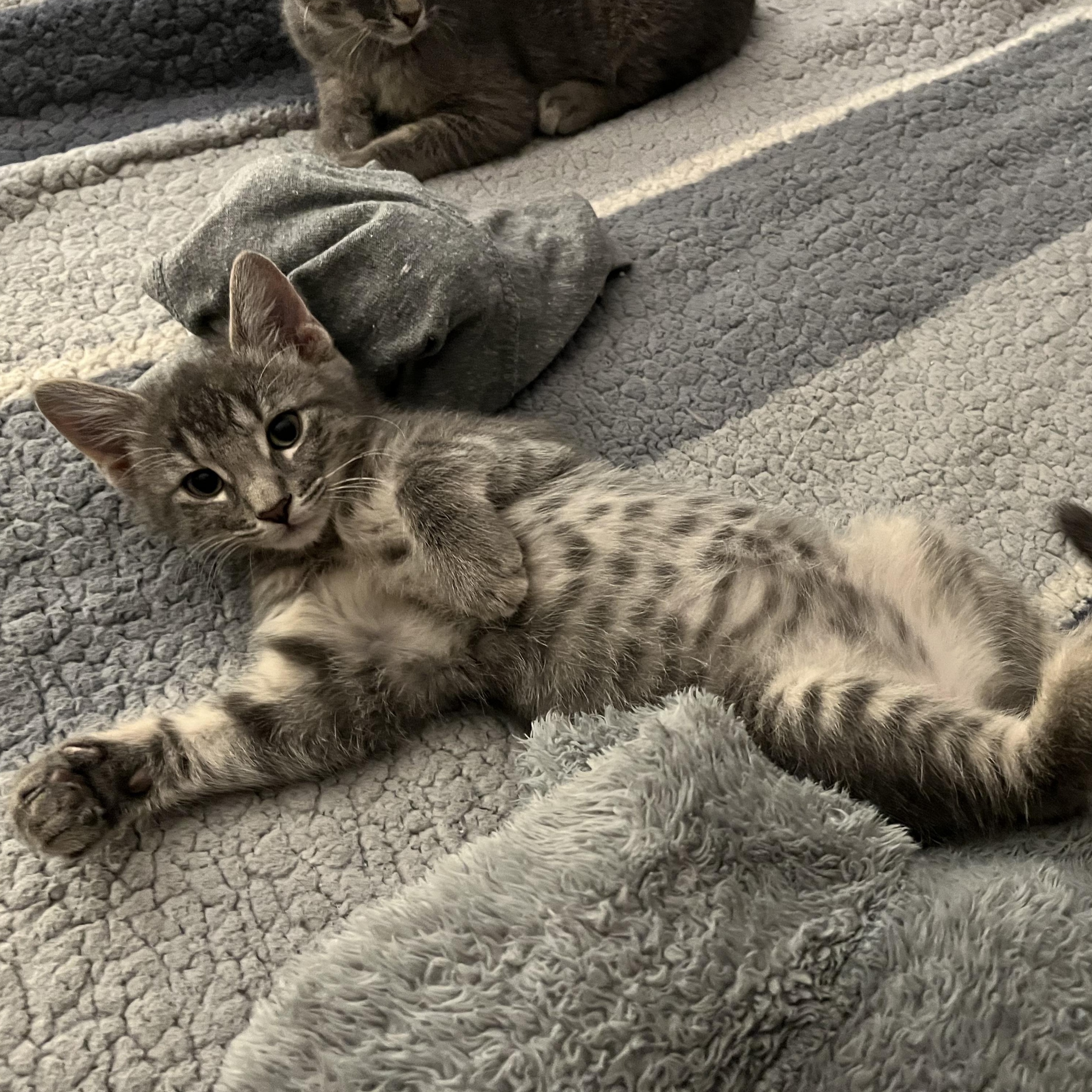 George, Adoptable, Kitten Male Domestic Short Hair.