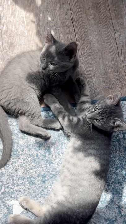 Enlarge George, a Adoptable Domestic Short Hair in Chaska, MN video 4/5