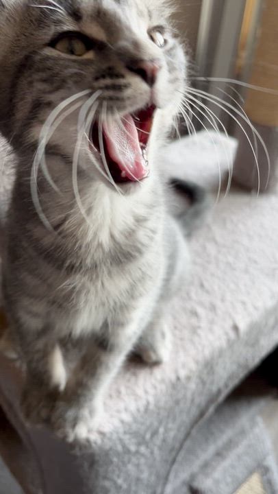 Enlarge George, a Adoptable Domestic Short Hair in Chaska, MN video 5/5