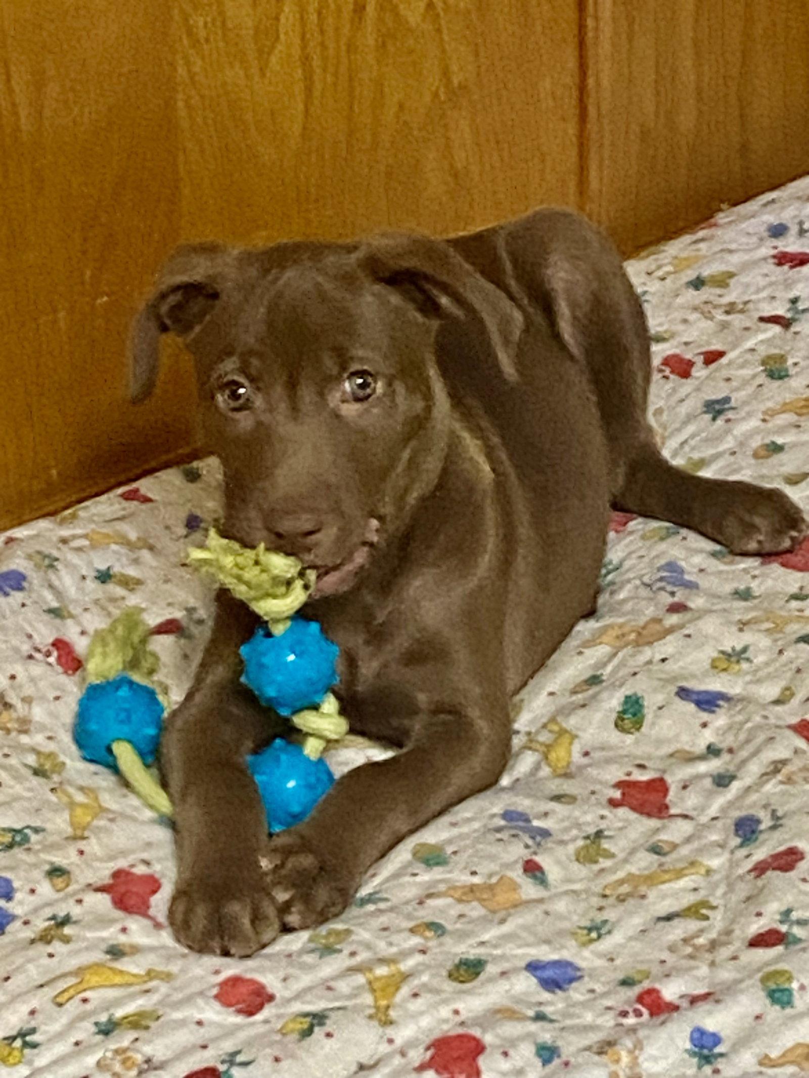 Brownie, Adoptable, Puppy Female Labrador Retriever & Black Mouth Cur.