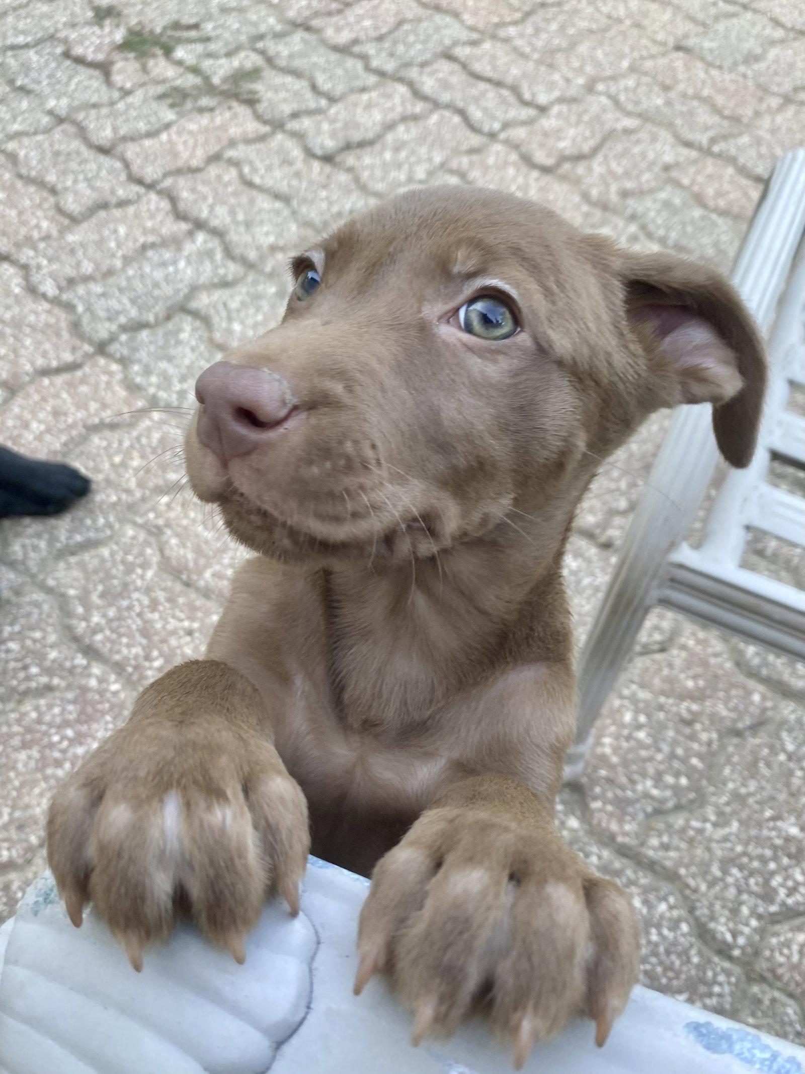 Enlarge Brownie, a Adoptable mixed breed in Barnhart, MO image 2/3