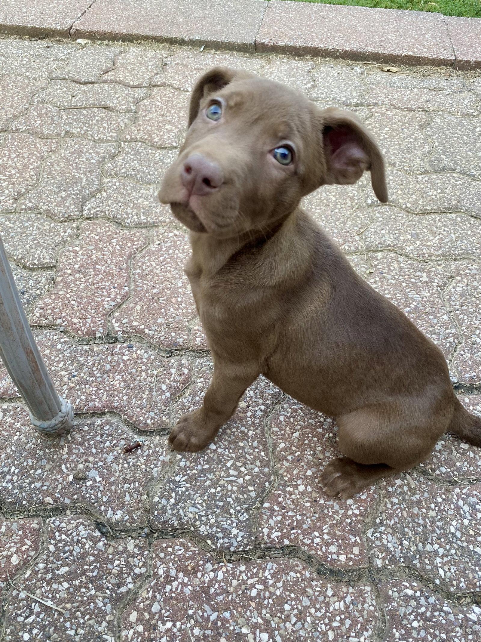 Enlarge Brownie, a Adoptable mixed breed in Barnhart, MO image 3/3