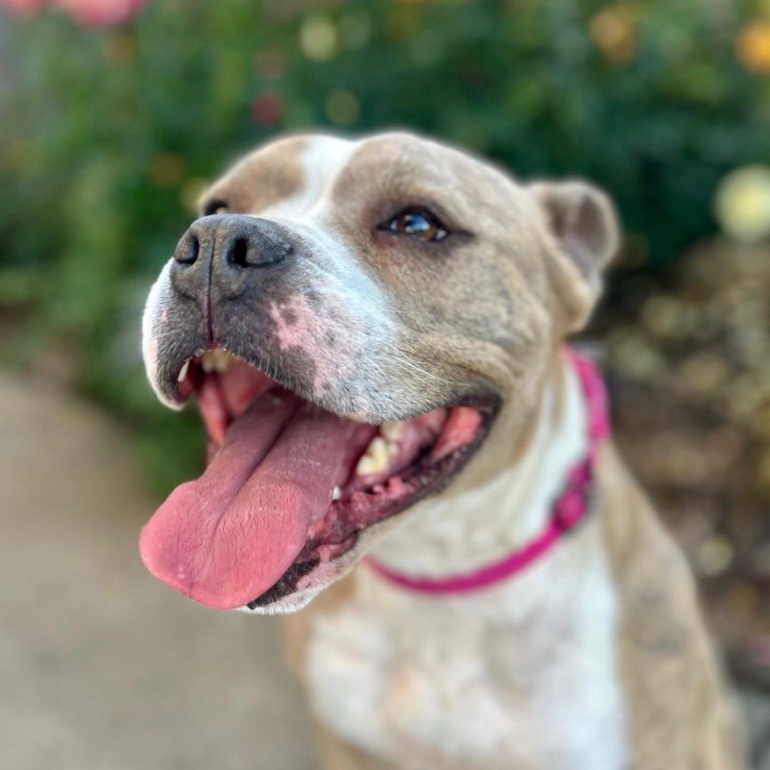 Enlarge Gracie, a ADOPTABLE mixed breed in Citrus Heights, CA image 2/6