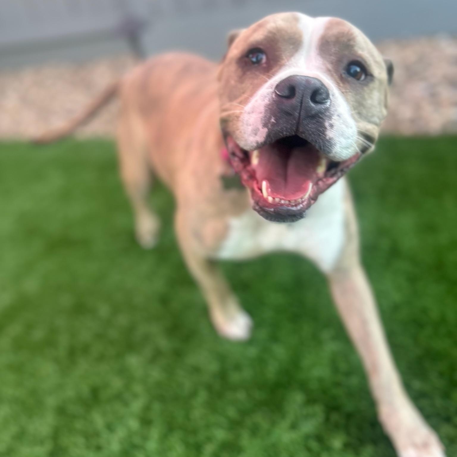 Enlarge Gracie, a ADOPTABLE mixed breed in Citrus Heights, CA image 3/6