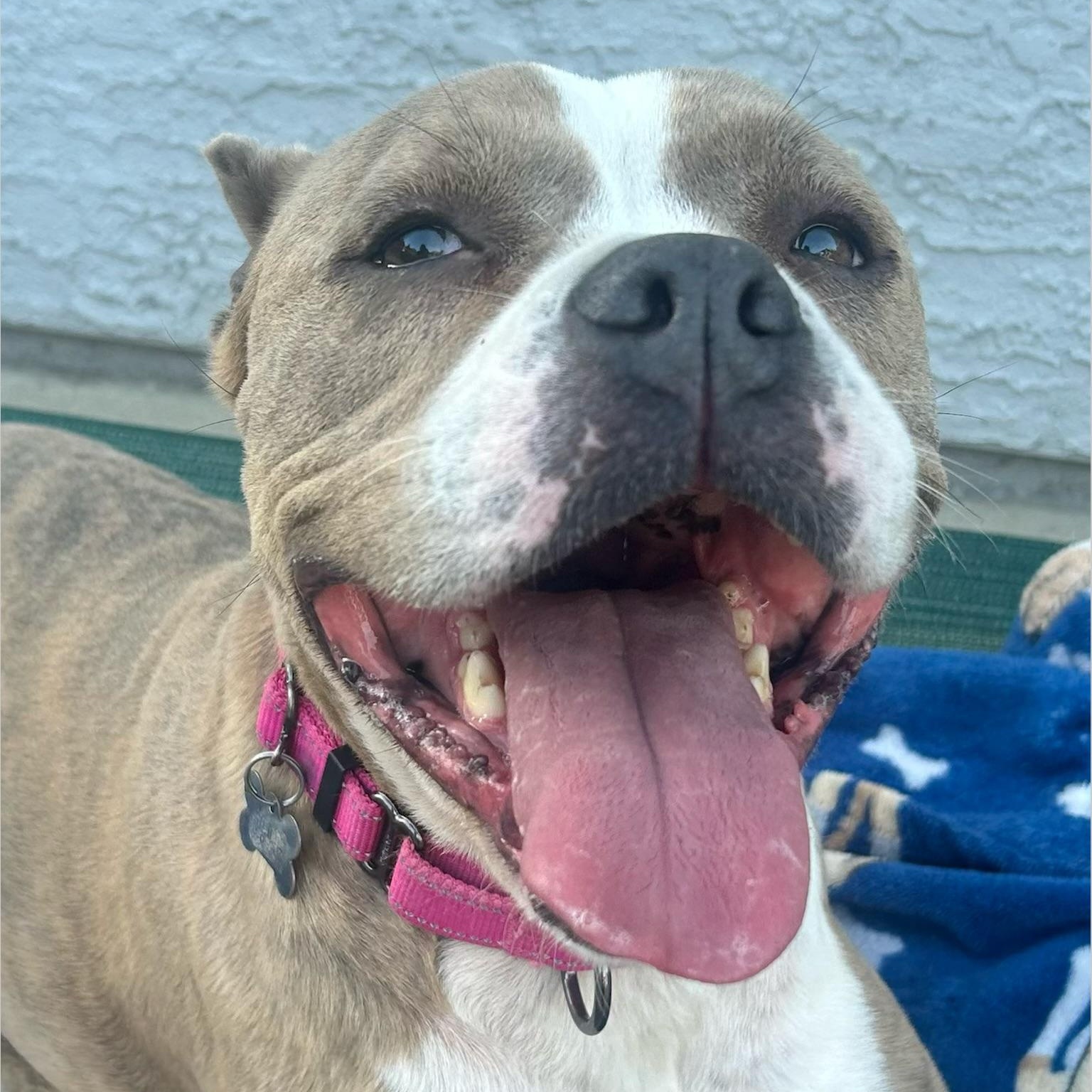 Enlarge Gracie, a ADOPTABLE mixed breed in Citrus Heights, CA image 1/6