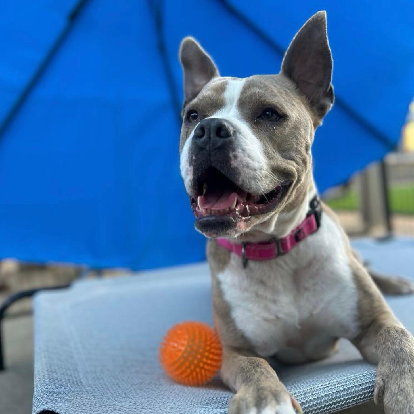 Enlarge Gracie, a ADOPTABLE mixed breed in Citrus Heights, CA image 4/6