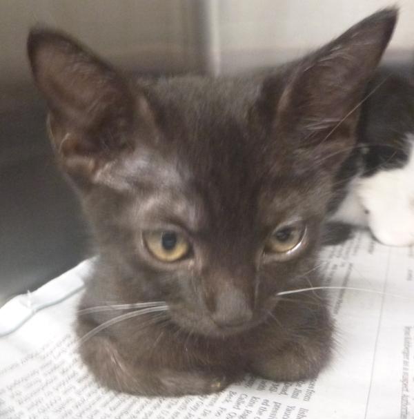 Juniper, Adoptable, Kitten Female Domestic Short Hair.