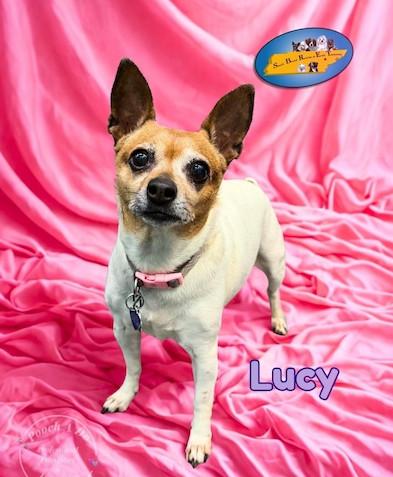 Lucy, a ADOPTABLE mixed breed in Knoxville, TN image 2/6