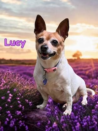 Lucy, a ADOPTABLE mixed breed in Knoxville, TN image 6/6