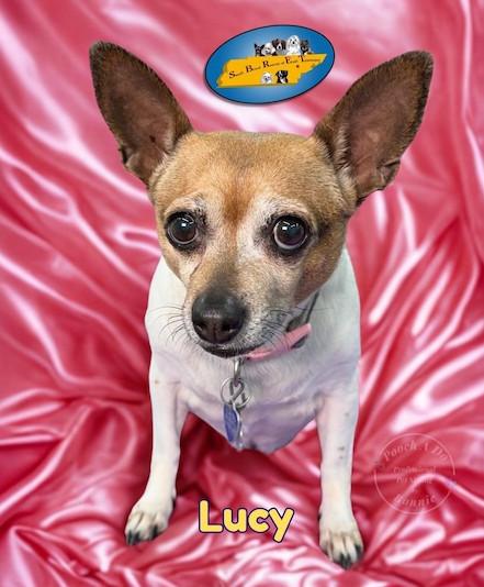 Lucy, a ADOPTABLE mixed breed in Knoxville, TN image 3/6