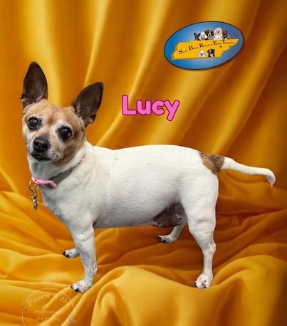 Lucy, ADOPTABLE, Senior Female Chihuahua.