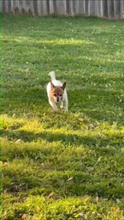 Enlarge Lucy, a ADOPTABLE mixed breed in Knoxville, TN video 5/6