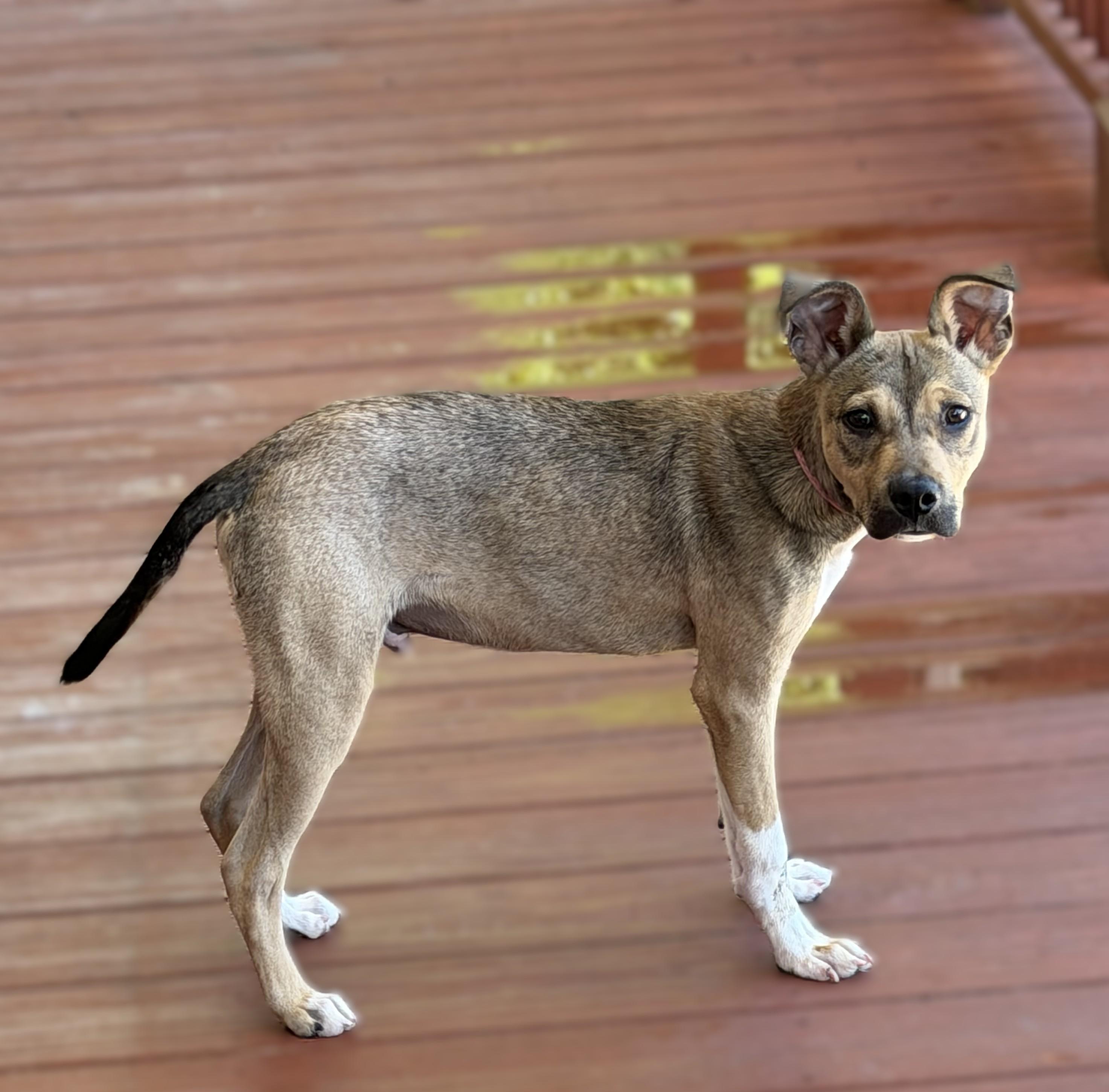 Enlarge Pinches, an adopted mixed breed in Slidell, LA image 2/2