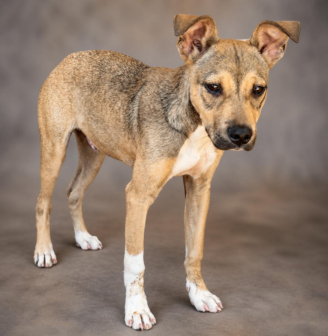 Enlarge Pinches, an adopted mixed breed in Slidell, LA image 1/2
