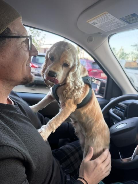 Moxie, Adoptable, Senior Female Cocker Spaniel.