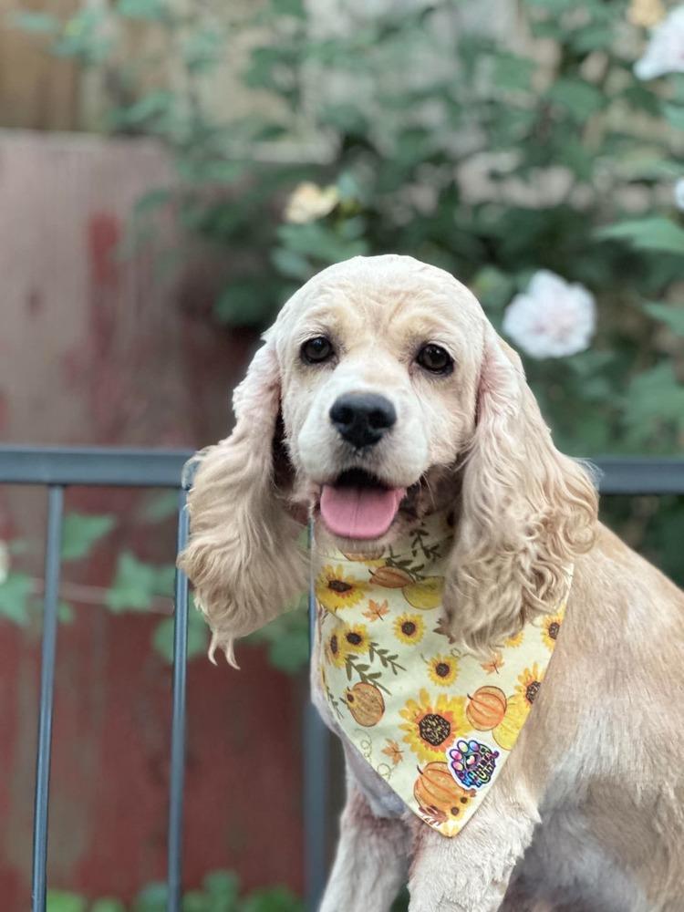 Enlarge Moxie, a Adoptable Cocker Spaniel in Columbus, OH image 2/4