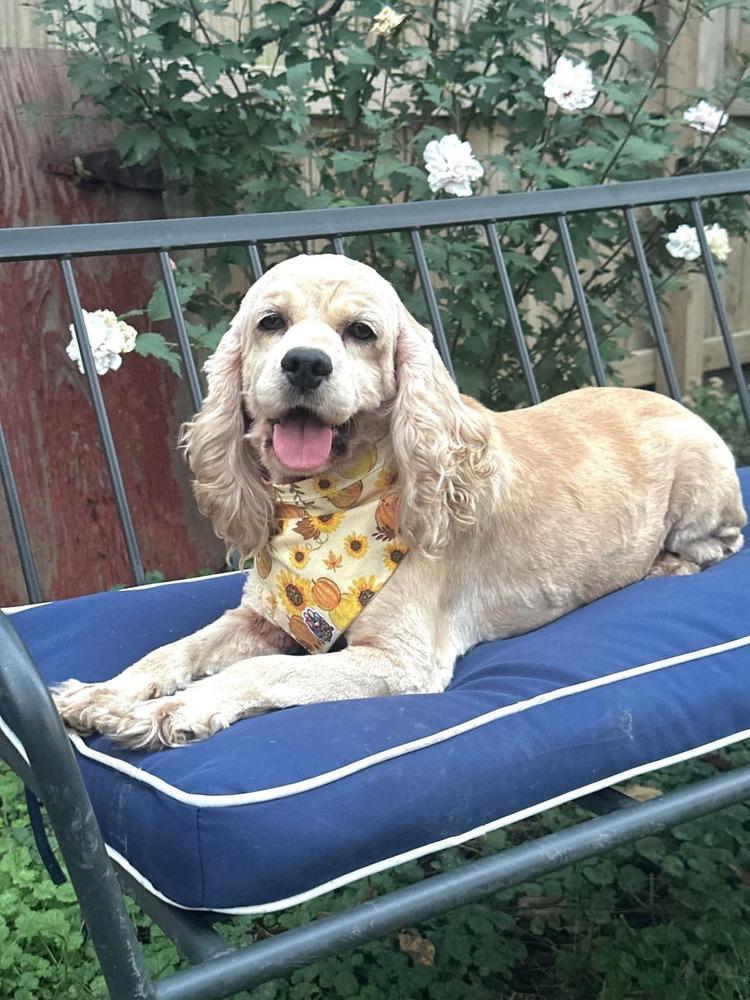 Enlarge Moxie, a Adoptable Cocker Spaniel in Columbus, OH image 3/4