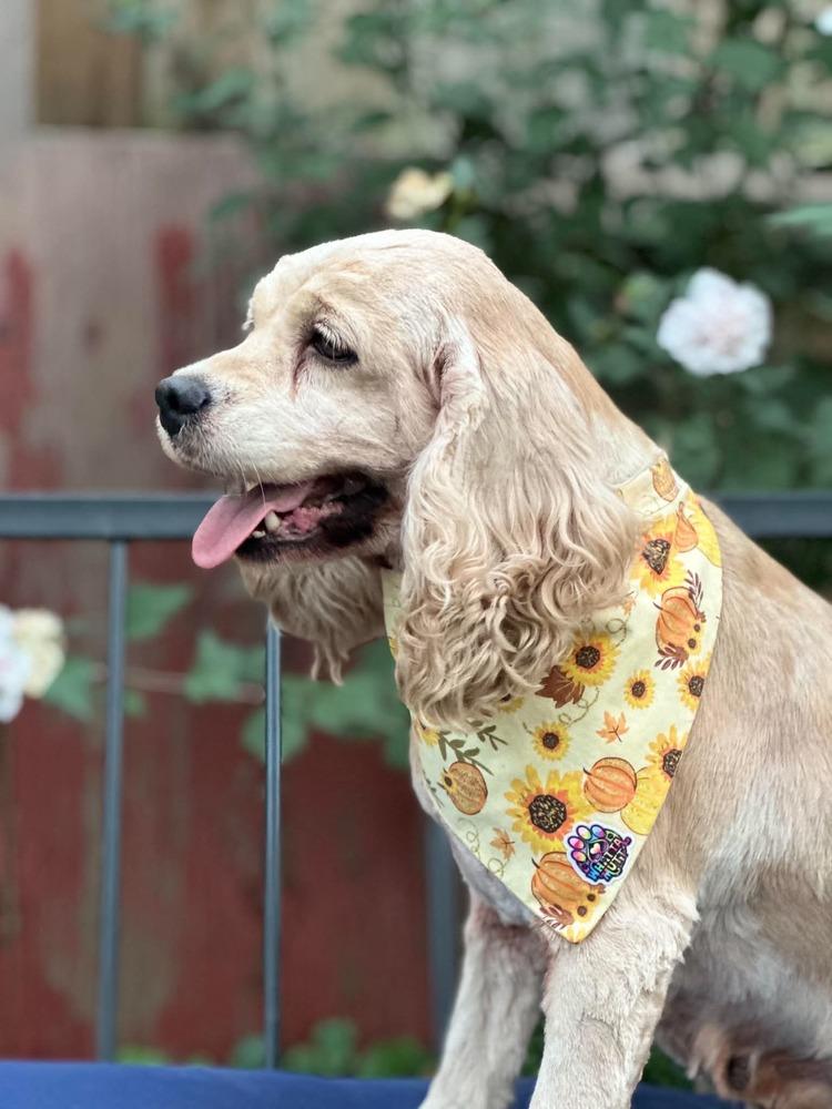 Enlarge Moxie, a Adoptable Cocker Spaniel in Columbus, OH image 4/4