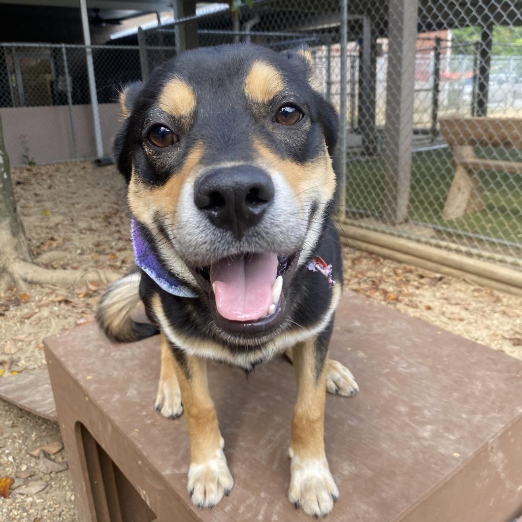 Enlarge Koda, a Adoptable Pit Bull Terrier in Birmingham, AL image 2/4