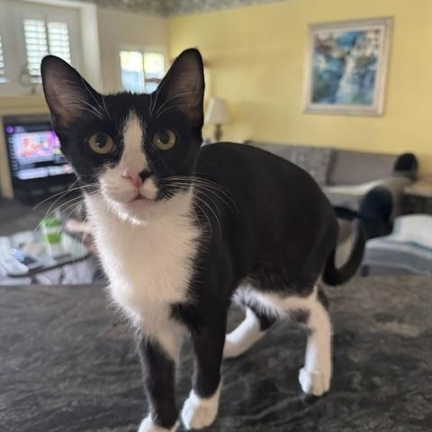 Enlarge Demi, a Adoptable Domestic Short Hair in Las Vegas, NV image 4/4