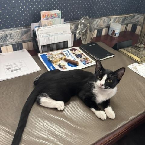 Demi, Adoptable, Kitten Female Domestic Short Hair.