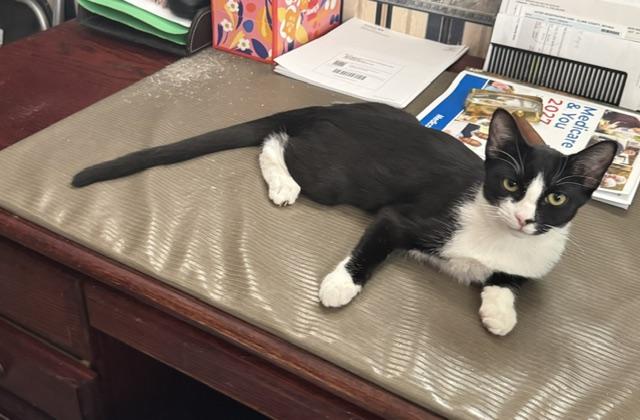 Enlarge Demi, a Adoptable Domestic Short Hair in Las Vegas, NV image 2/4
