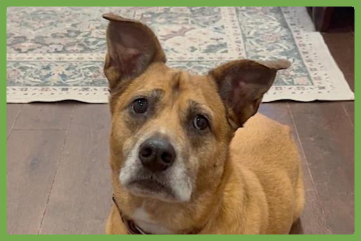 Hayley, Senior Female unknown