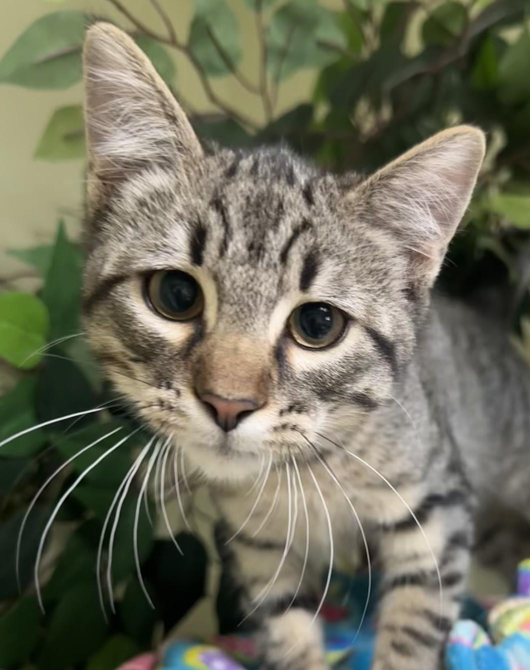 Silas, Adoptable, Young Male Domestic Short Hair.