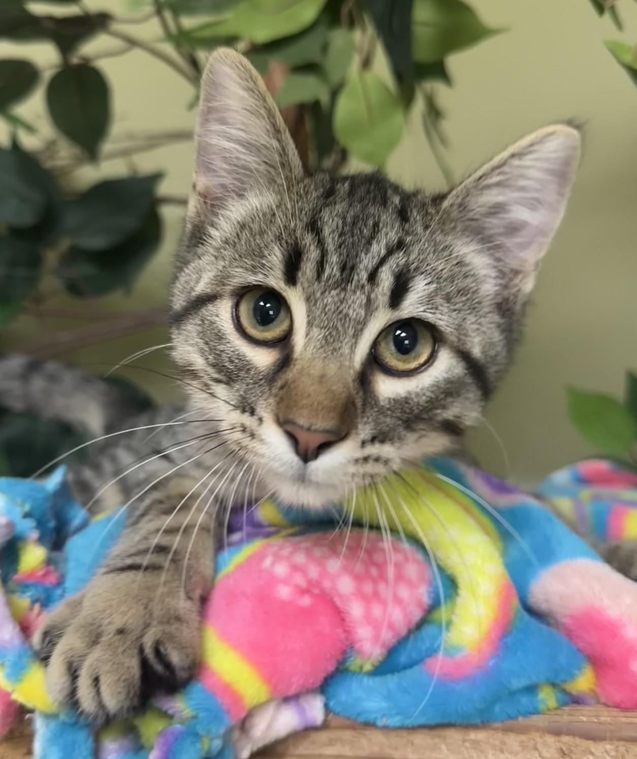 Enlarge Silas, a Adoptable Domestic Short Hair in Hastings, NE image 2/3