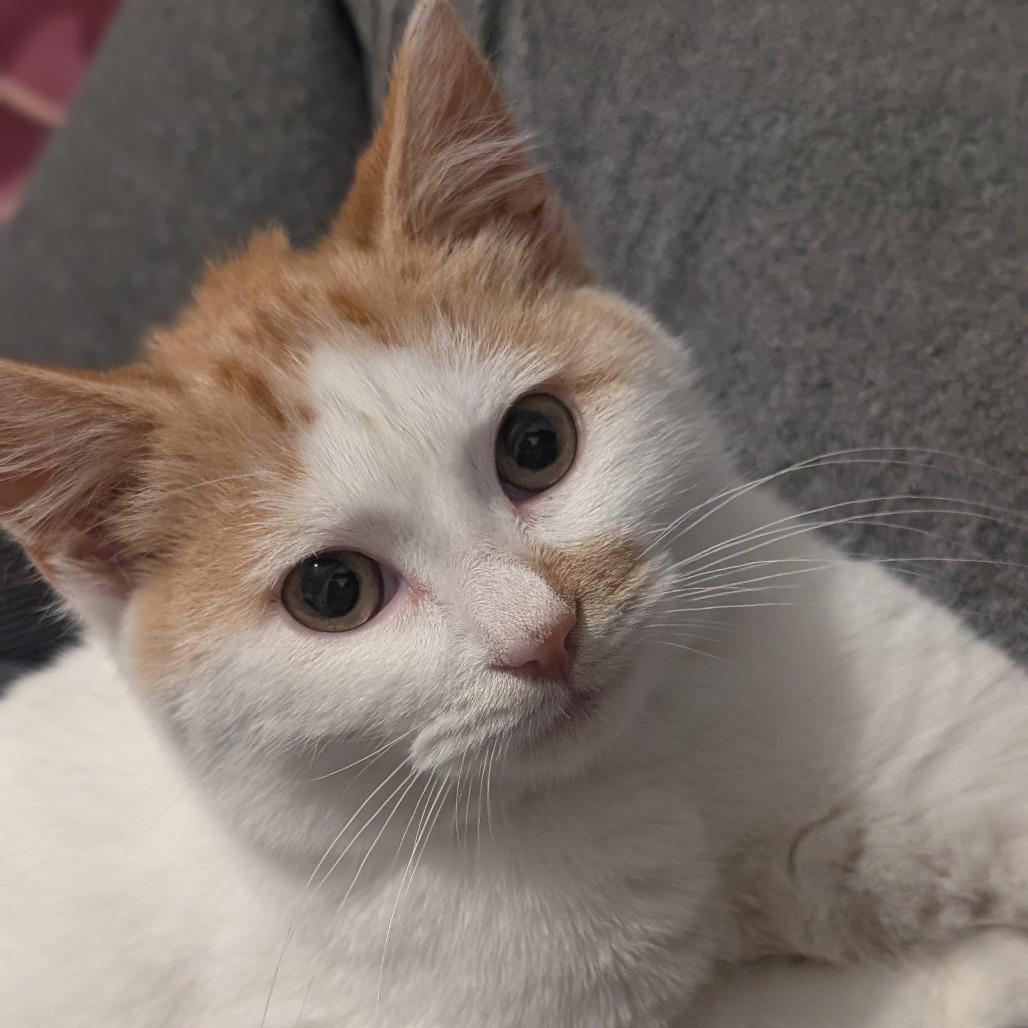 Enlarge Fergus, a Adoptable Domestic Short Hair in Watertown, NY image 1/1