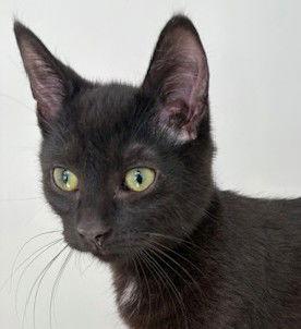 Dax (+ Sibling), Adoptable, Kitten Female Domestic Short Hair.