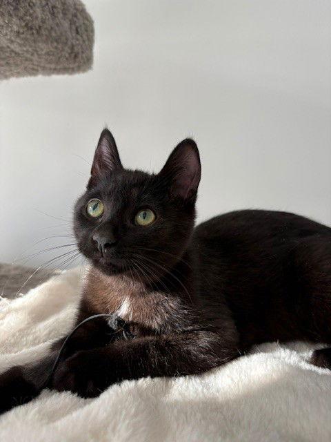 Dax (+ Sibling), a Adoptable Domestic Short Hair in Richmond Hill, ON image 2/3